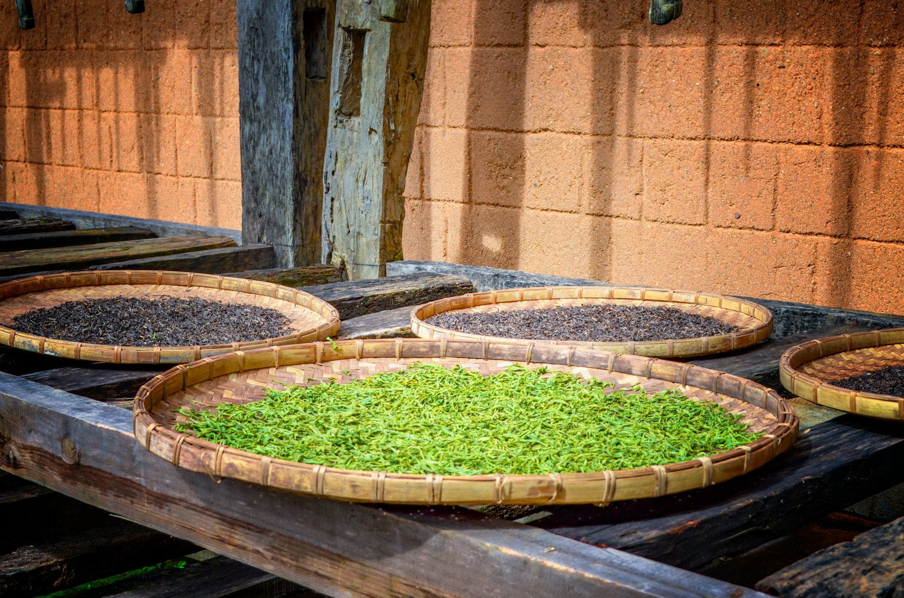 Tea leaf spread on round sorting and drying trays