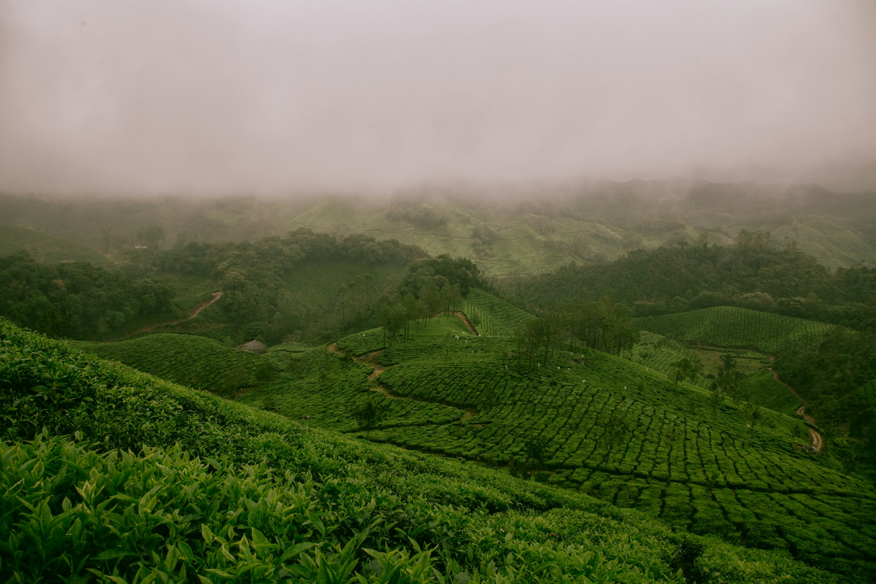 Misty tea garden on a hillside